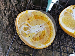 The pieceÃ¢â¬â¹ ofÃ¢â¬â¹ orangeÃ¢â¬â¹ on the Tree